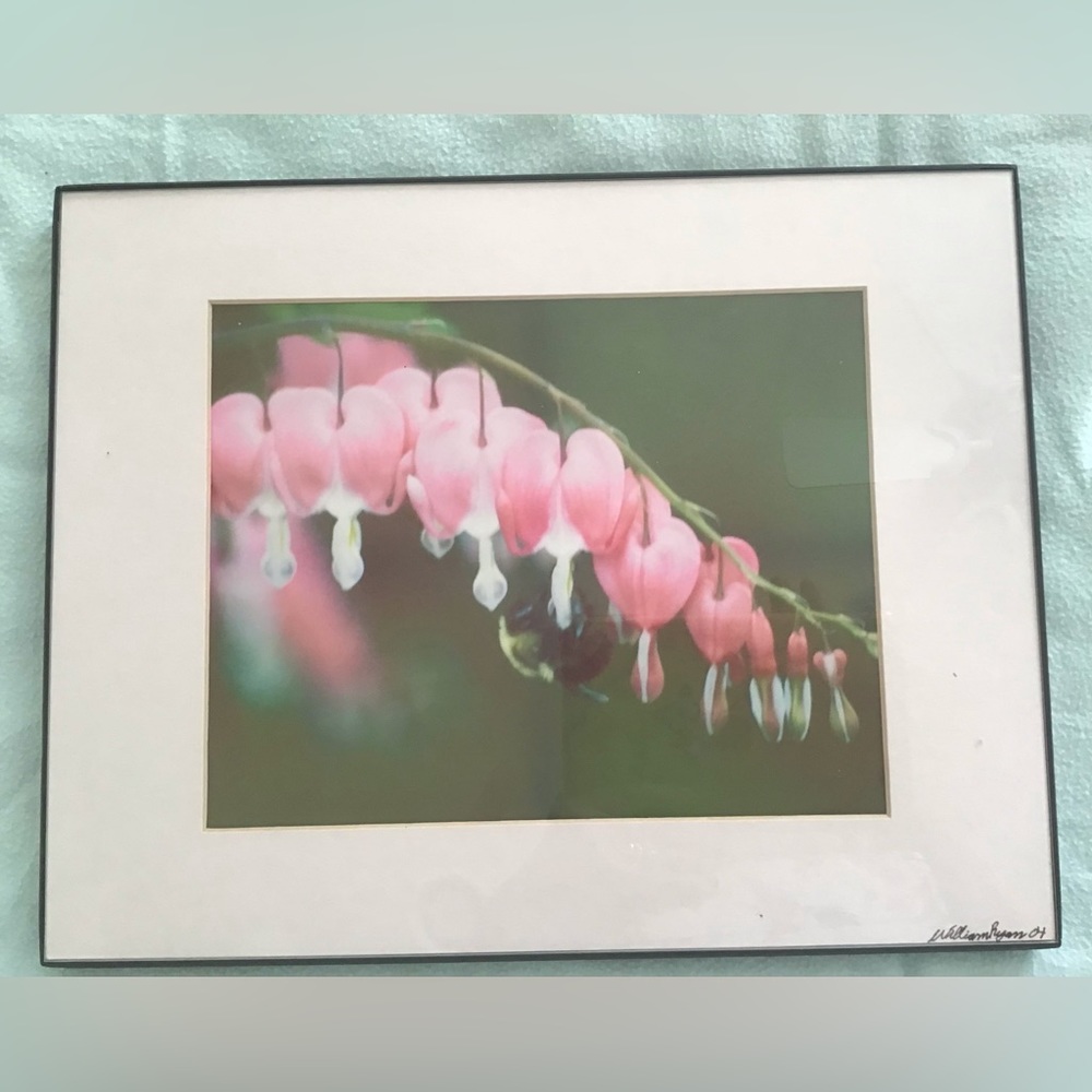 Framed Photograph Bleeding Heart and Bee